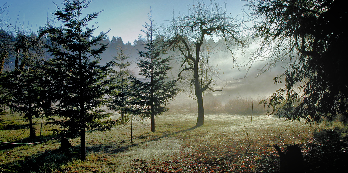 Backlit trees